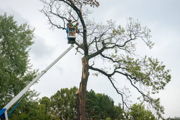 Reliable Rio Hondo, TX Tree Services Solutions