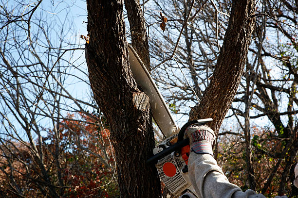 Best Utility Line Clearance  in Rio Hondo, TX