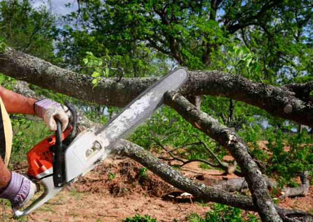 Best Tree Disease Treatment  in Rio Hondo, TX